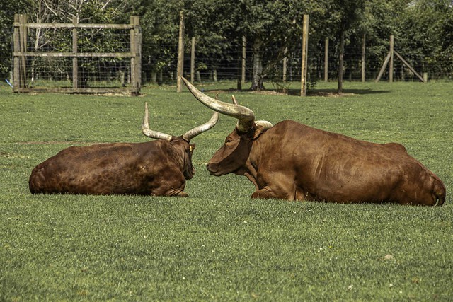 Ankole-Watusi cattle  pair Blair Drummond Wildlife Park by Stirling