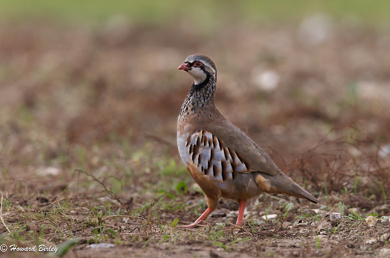 Red-legged Partridge