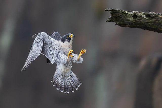 An adult Male Peregrine Falcon coming in for landing on one of his favorite perches.