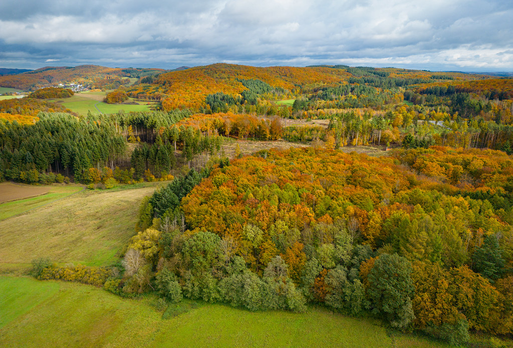 Birds of Prey on the Meadow with Autumn Forest in the Background