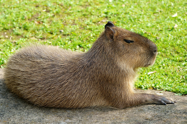 Hydrochoerus hydrochaeris - Capybara, Wasserschwein