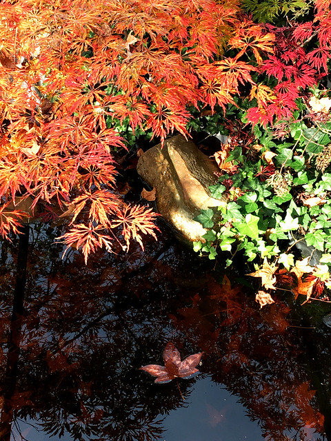 Autumn colors at pond