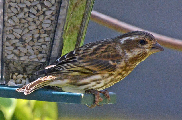 The rejection of Ms. Purple Finch, part 1