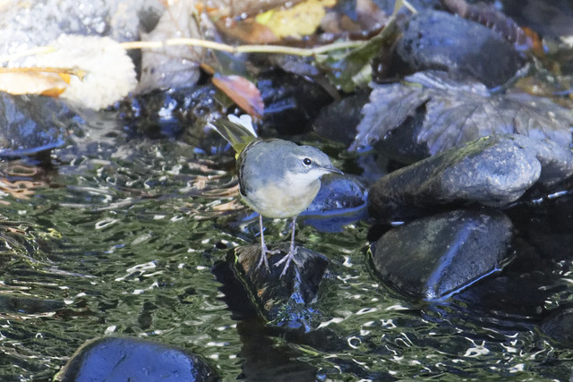 Grey Wagtail Cooley