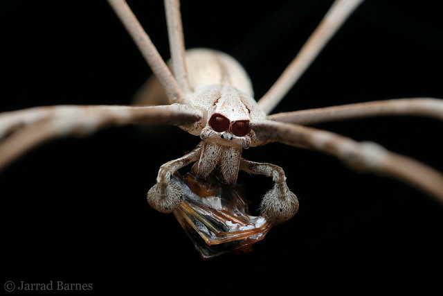 Net-casting spider (Asianopis sp.)