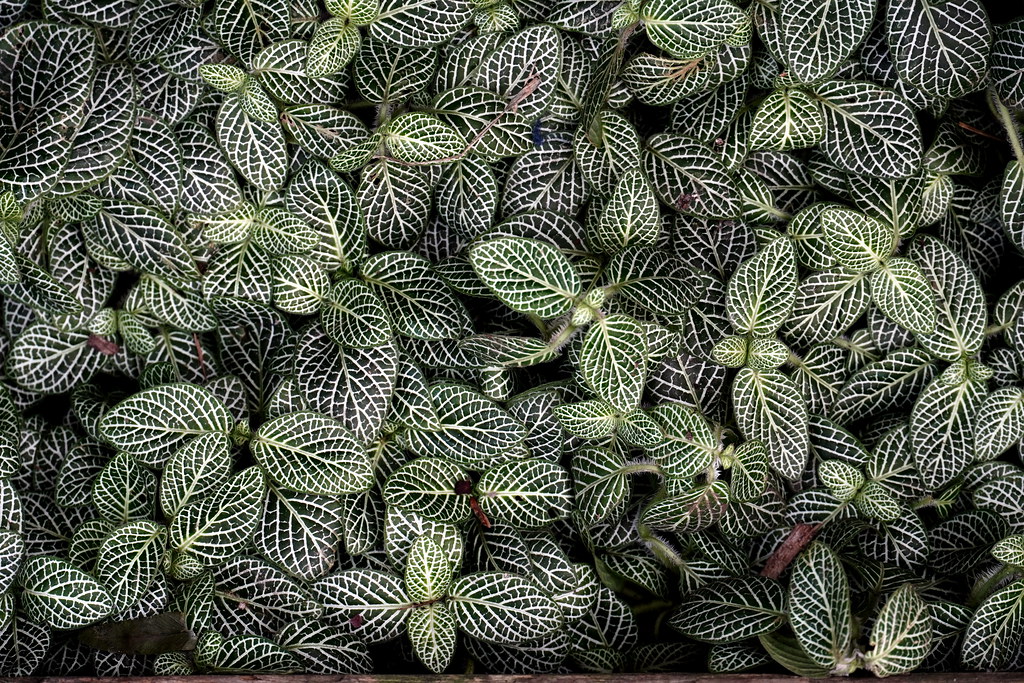 Leaf pattern, Conservatory, Brookside Gardens