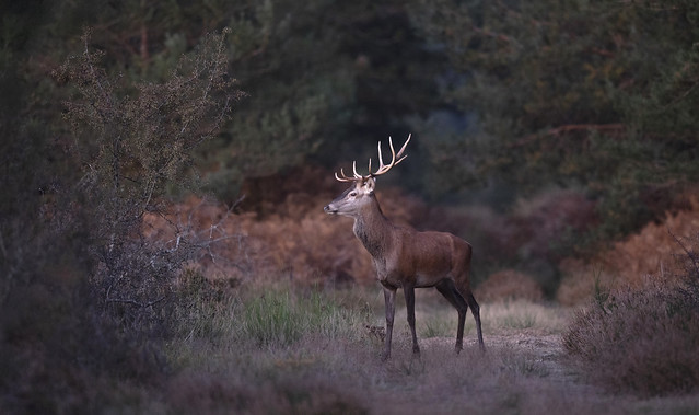 Red Deer free and wild in the forest / Autumn image 2023
