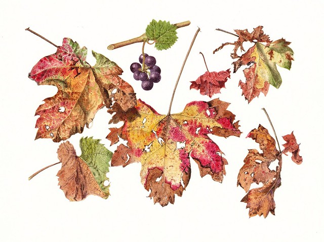 Vitis vinifera. Leaves in Autumn.