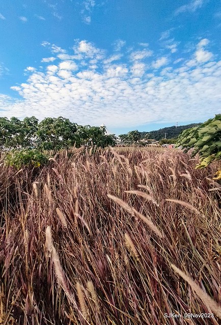 Sea of Sun flowers and Cosmos at Dajia Riverside Park, Taipei, Taiwan, Nov 9,2023. Sea of Sun flowers and Cosmos at Dajia Riverside Park, Taipei, Taiwan, Nov 9,2023.