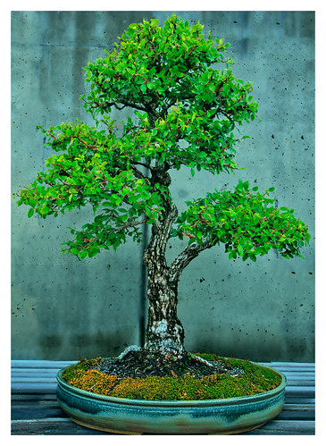 Winged Elm | by shuvashish.roy
