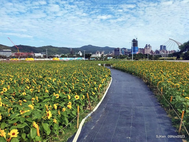 Sea of Sun flowers and Cosmos at Dajia Riverside Park, Taipei, Taiwan, Nov 9,2023.