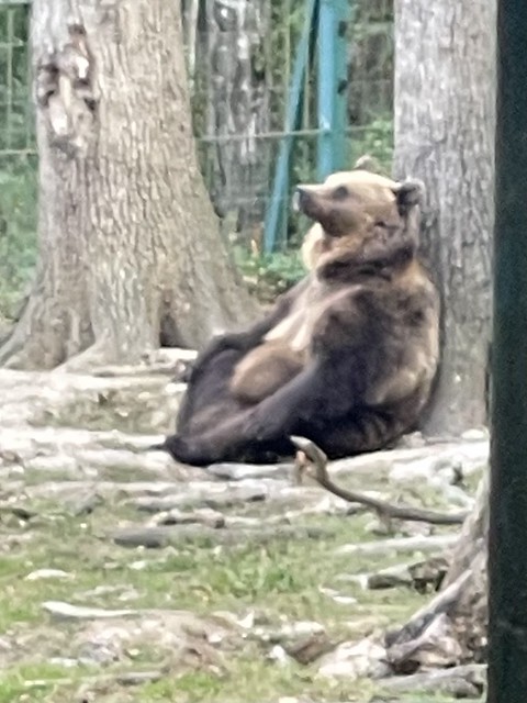 Bear just lounging