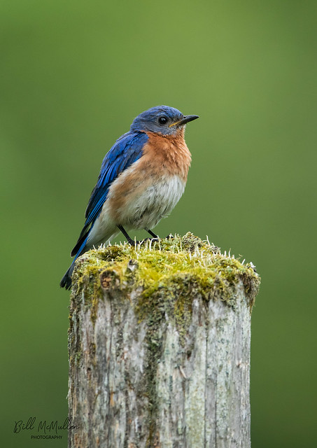 Bluebird on Mossy Fence Post ii wm-7811