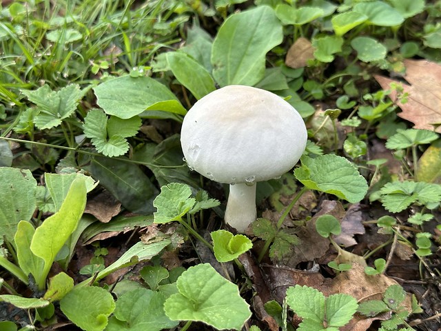 A white mushroom (after the rain)