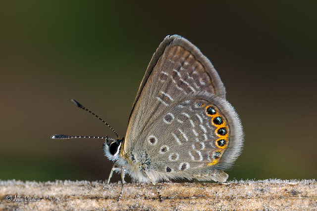 The smallest butterfly in India