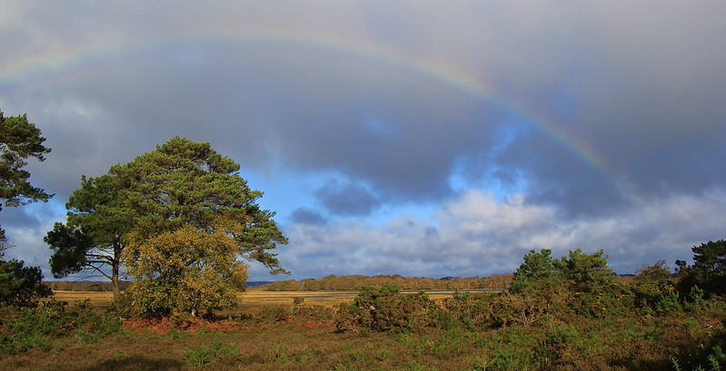 RSPB Arne Reserve - Dorset 101123 (2) | Richard Collier | Flickr