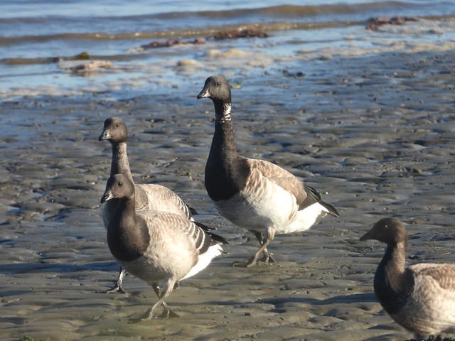 Louth Brent Geese