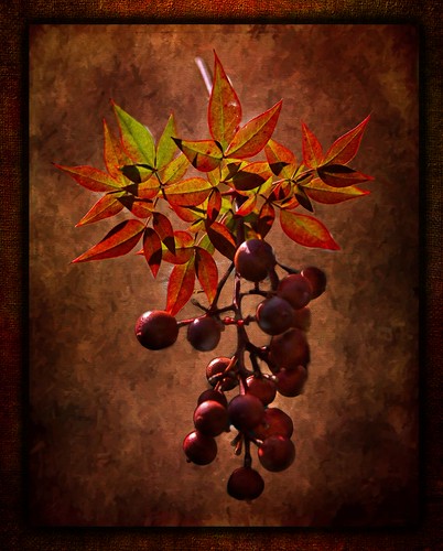 Fall Berries | by fine art by Christy