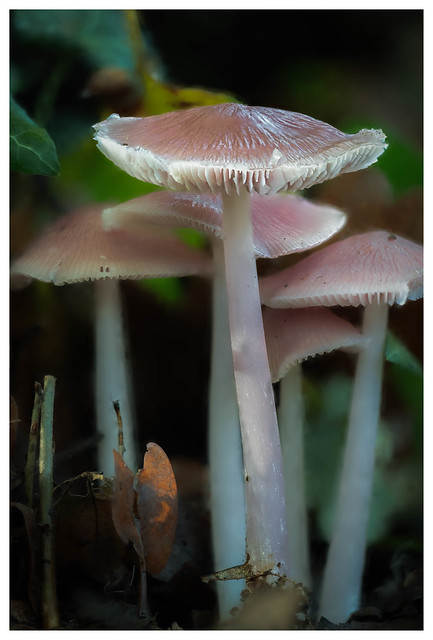 Rosy Bonnet Fungi/
