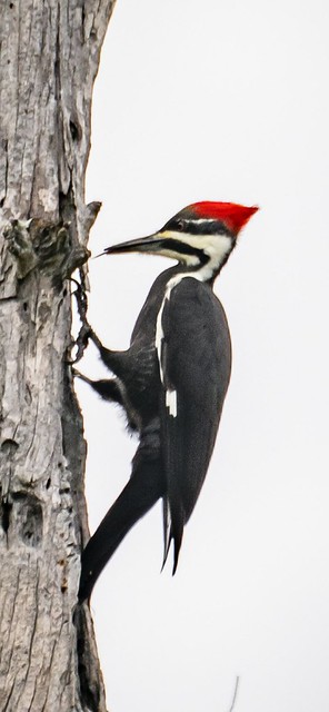 Pileated Woodpecker - with his tongue out