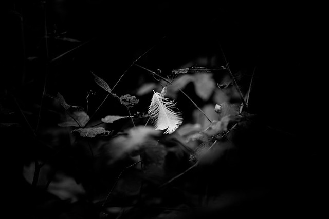 small feather B&W