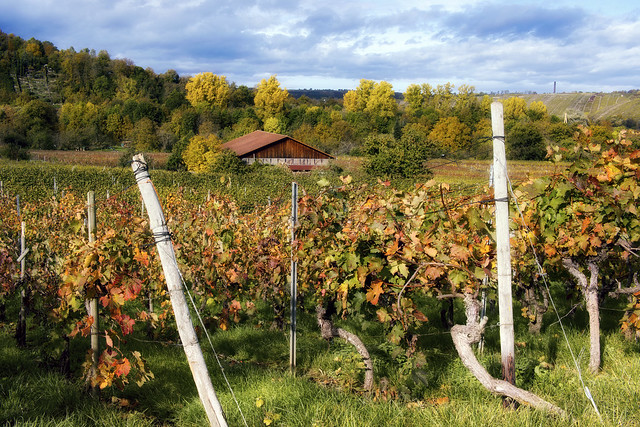 Autumn colours in the vineyards