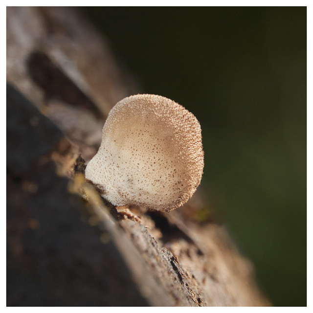 Stump puffball