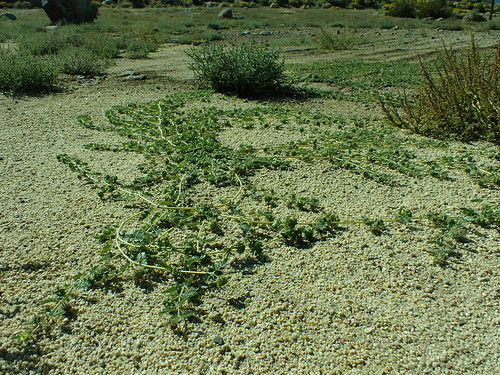 Tribulus terrestris - puncture vine Puncture vine is an introduced taprooted annual forb with prostrate stems that is most abundant in regularly disturbed settings. It is most abundant on well drained substrates in the Reno area. The burr-like fruit with stout thorny protuberances is the source of a lot of pain, physical and otherwise.