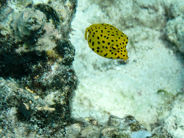 Poisson coffre jaune juvénile / Juvenile yellow boxfish (Ostracion cubicus)