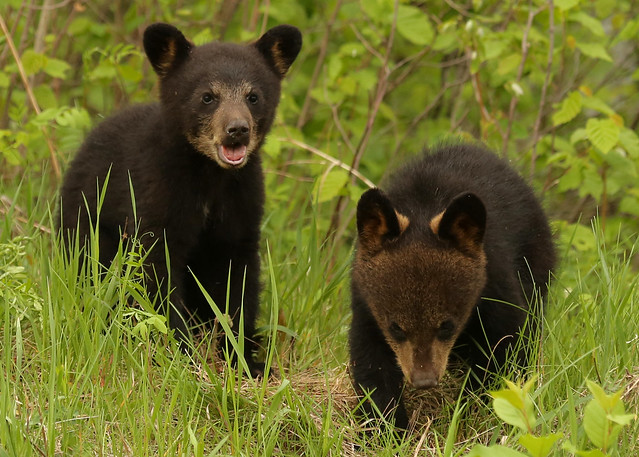 Black Bear cubs...#67