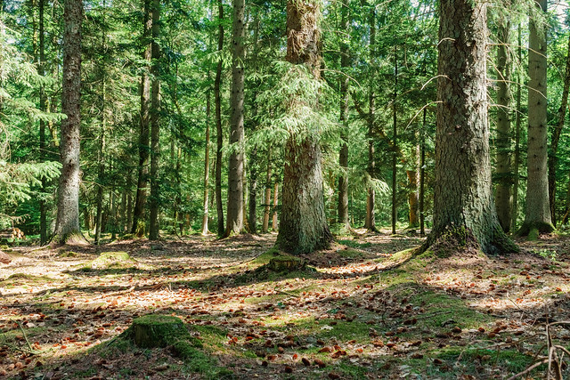 Bosque cercano a Sønderskovvej