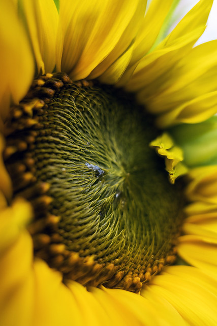 Sunflower 1a