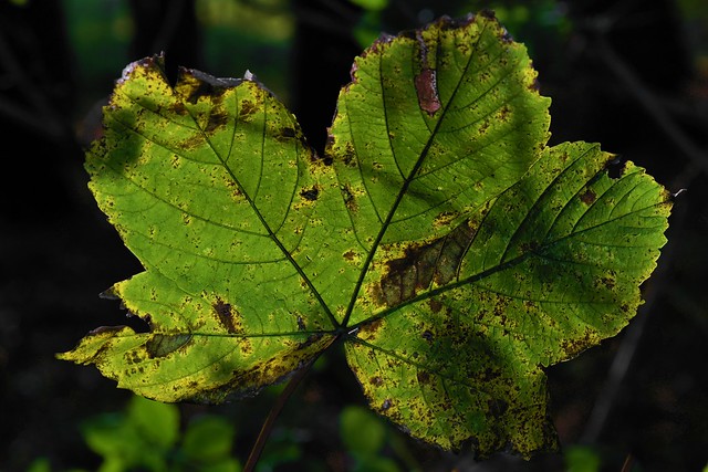 Herbstliches Blatt eines Feld-Ahorns (Acer campestris); Bergenhusen, Stapelholm (26)