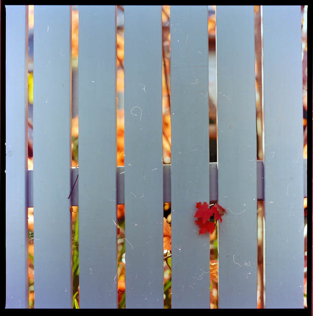 Fence & Autumn