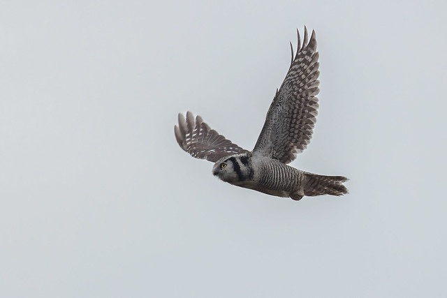 Northern Hawk-Owl (Surnia ulula)   Hökuggla