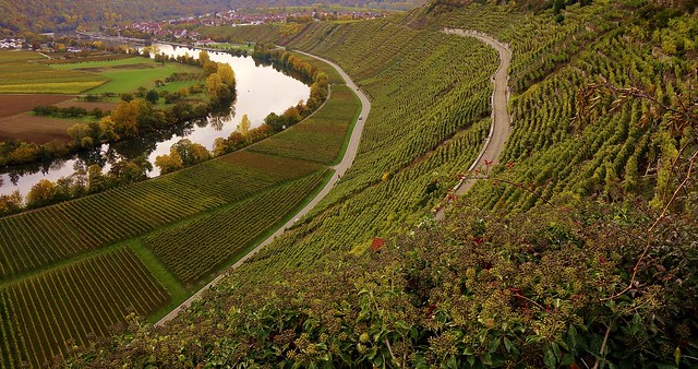 Germany, Mundelsheim - Neckarschleife, Weinberge im Herbst, Blick von der Käsbergkanzel, am Neckar, 21795