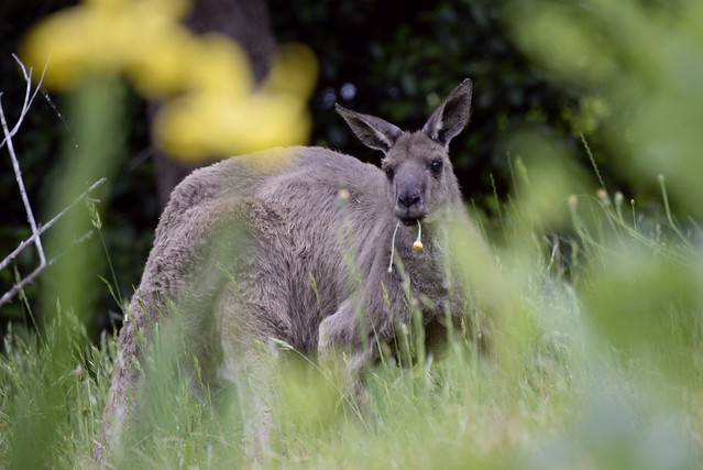 Kevin the kangaroo, gardening (Explore - Nov 2023)