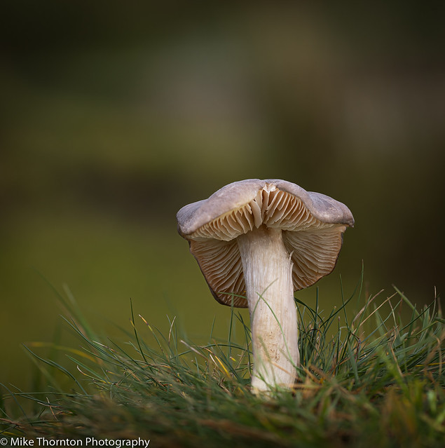 Ageing Waxcap maybe...5762