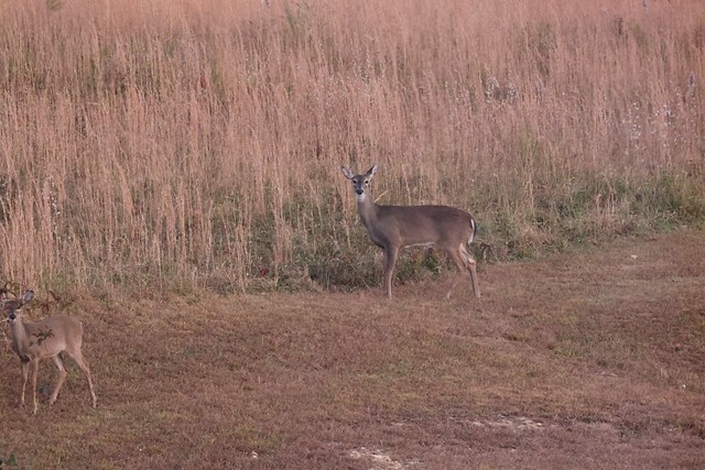 2023 Nov 6, Deer in Tall Grass Canon EOS R6