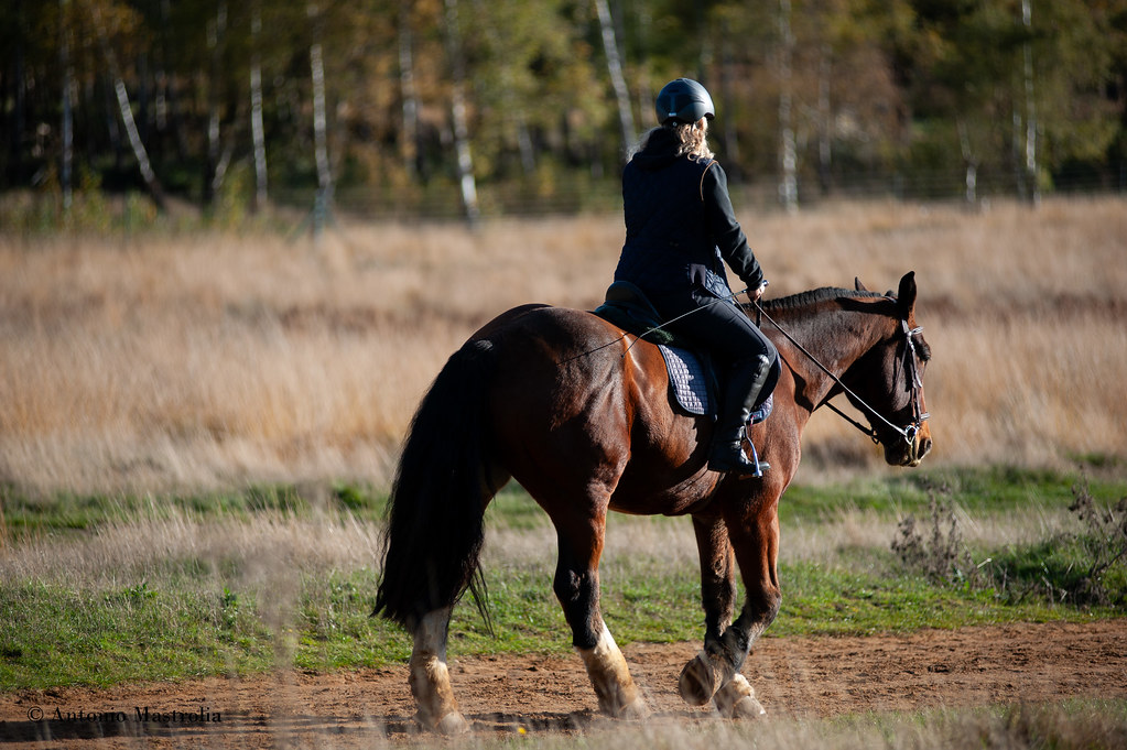 Horse riding - Richmond park
