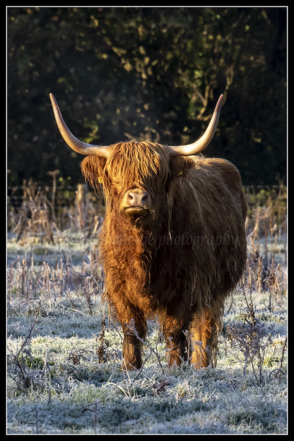 IMG_0023 Highland Cow