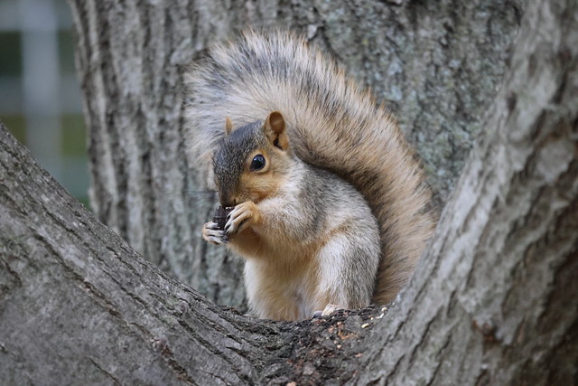 Fox Squirrels in Ann Arbor at the University of Michigan on November 1st, 2023 - 305/2023  143/P365Year16  5621/P365all-time – (November 1, 2023)