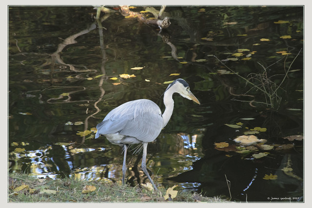 Heron in the Prater