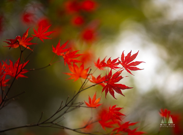 Red Maple Leaves Montage