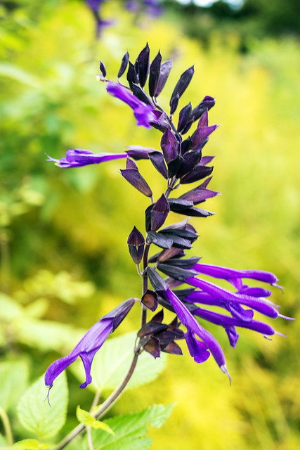 Purple Flower 1a