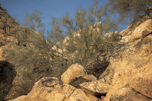 Palo Verde in the Rocks by dcnelson1898, Picture from a sunset shoot at the North Mountain Park in Casa Grande Arizonanorthmountainpark casag