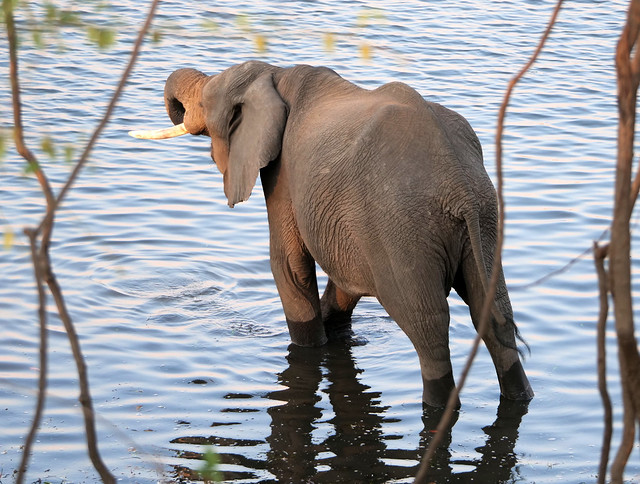 elephant in the river 3
