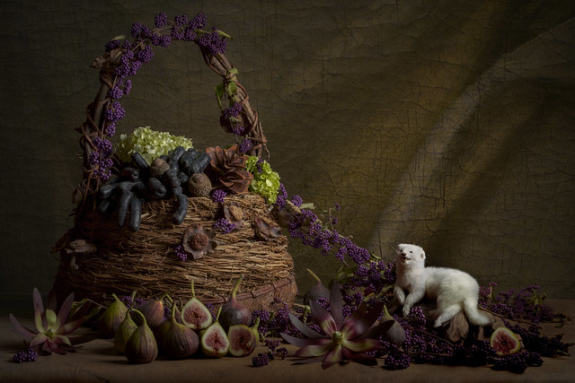 Ermine with figs