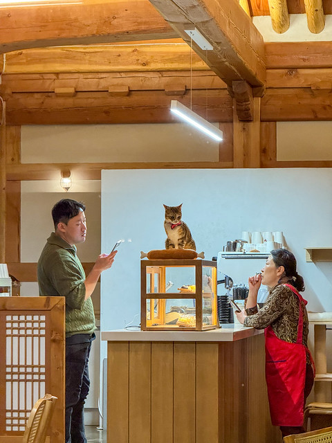 Cat in cafe