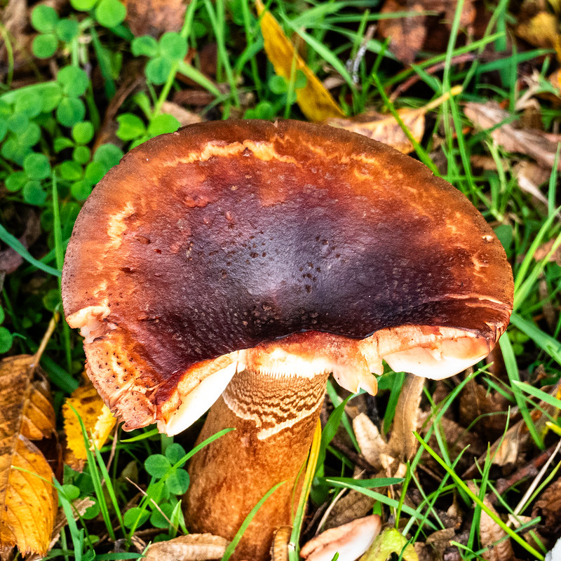 Autumn fungi: the blusher